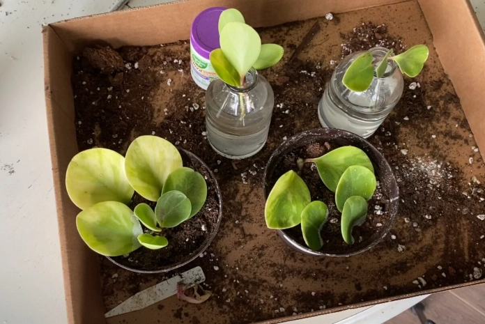 propagate peperomia in water