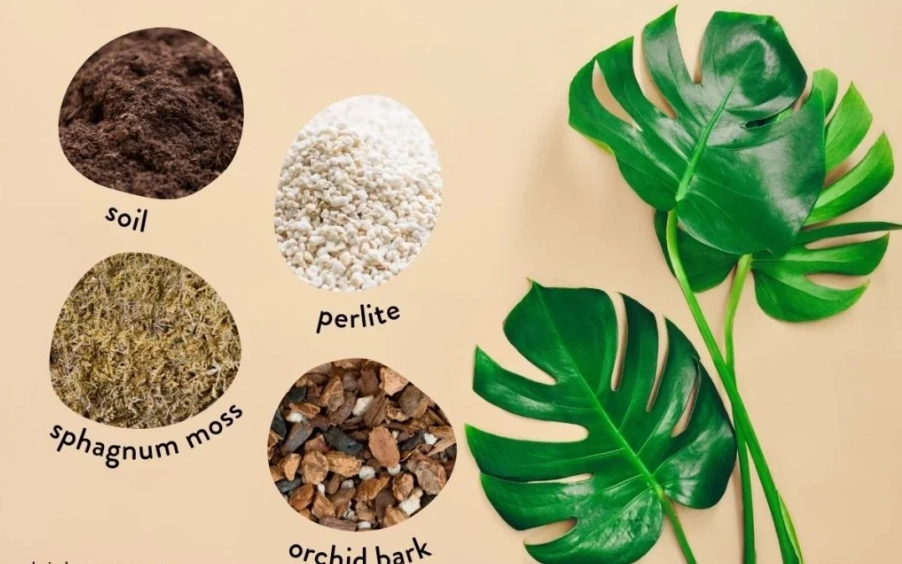 best soil for monstera best soil for monstera
