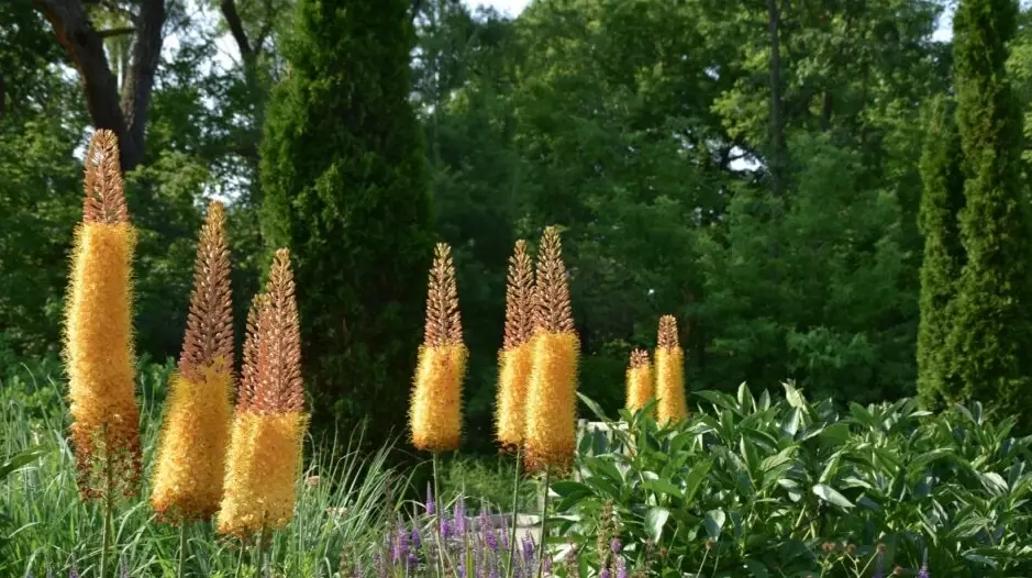 foxtail fern light requirements