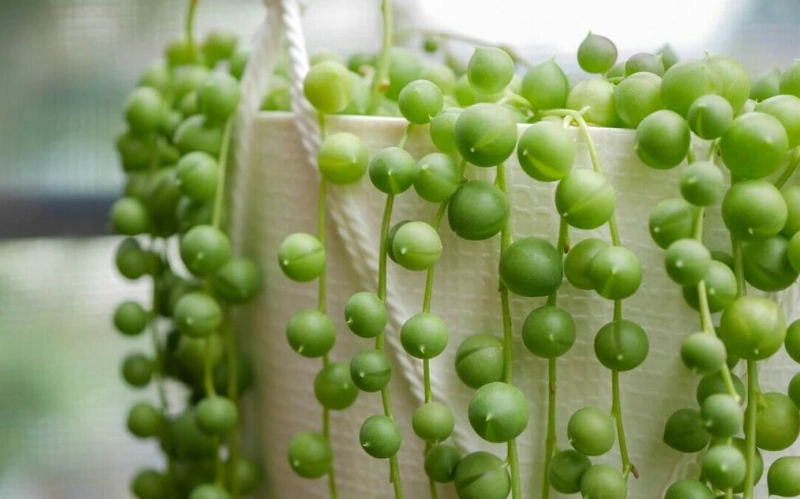 how to propagate string of pearls