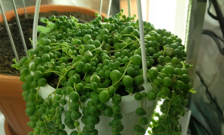 string of pearls care