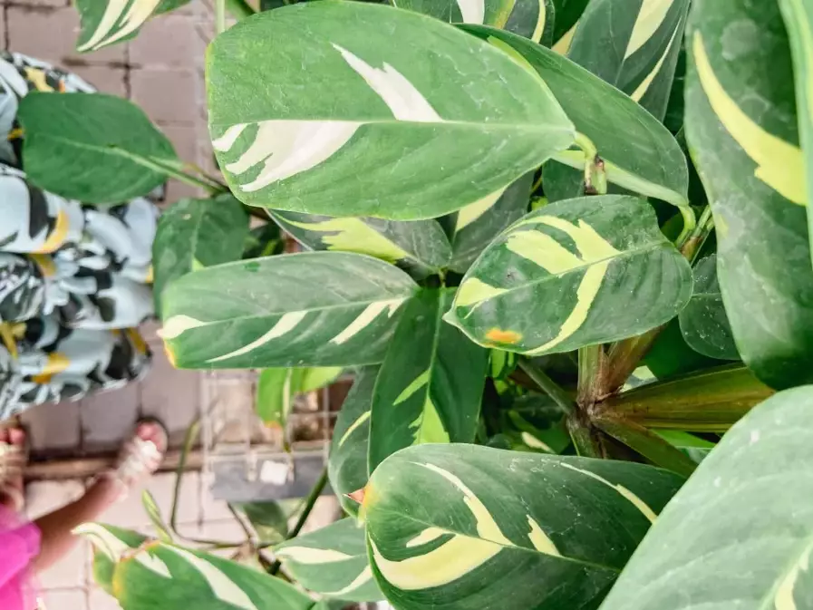 beginner houseplants