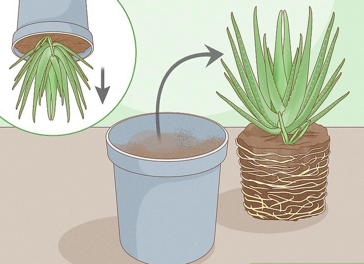 aloe vera pups aloe vera pups