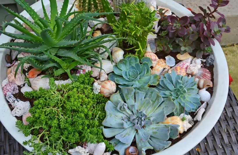 how to plant succulents