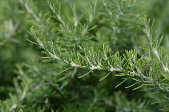 ground cover rosemary ground cover rosemary