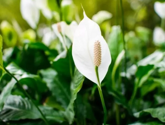 peace lily outdoor care peace lily outdoor care