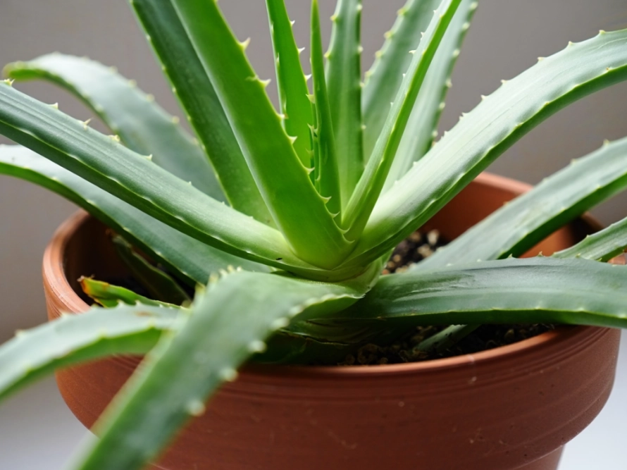 aloe plant watering
