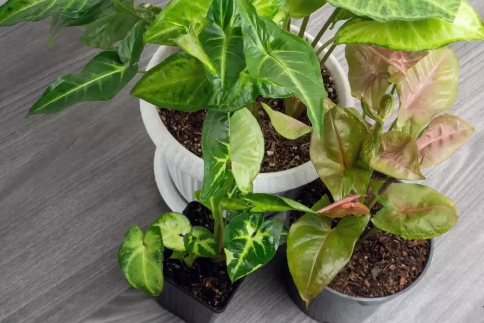 low light houseplants low light houseplants