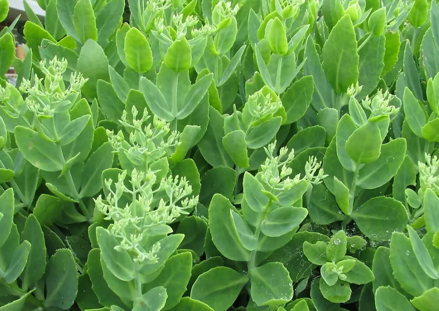 unkillable indoor plants