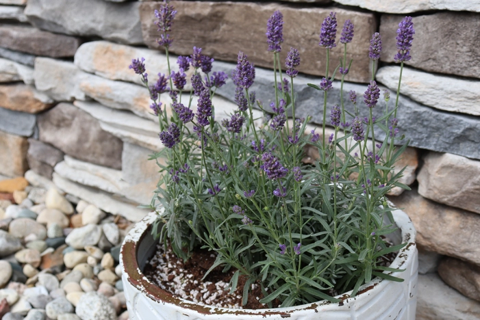 best soil for lavender best soil for lavender