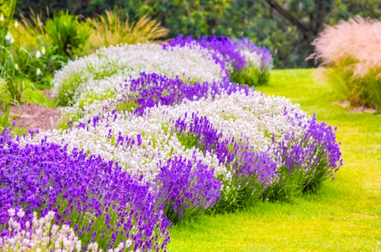best soil for lavender best soil for lavender