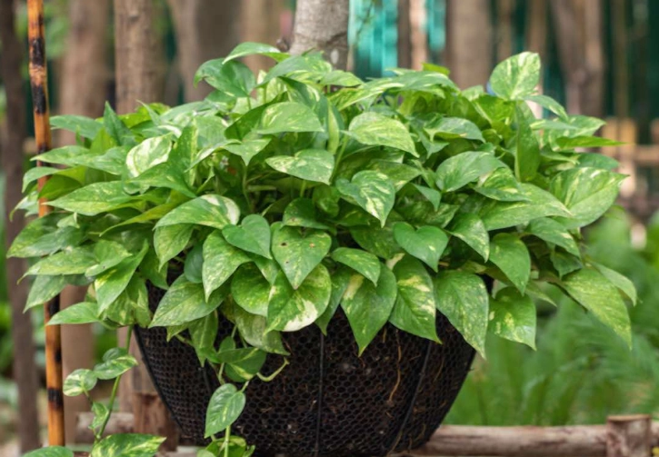 golden pothos yellow leaves golden pothos yellow leaves
