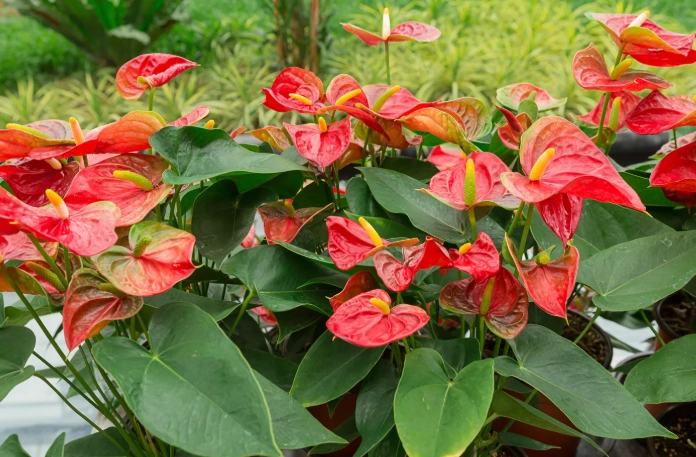 anthurium care anthurium care