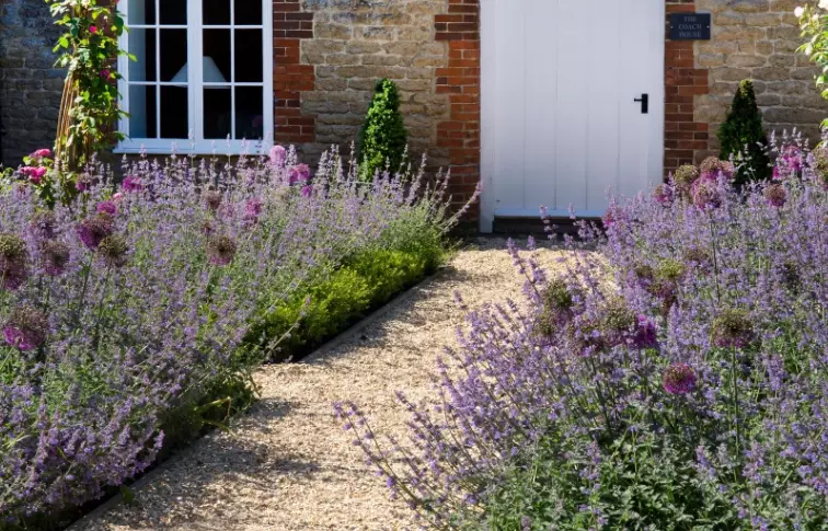 grow a garden lavendar grow a garden lavendar