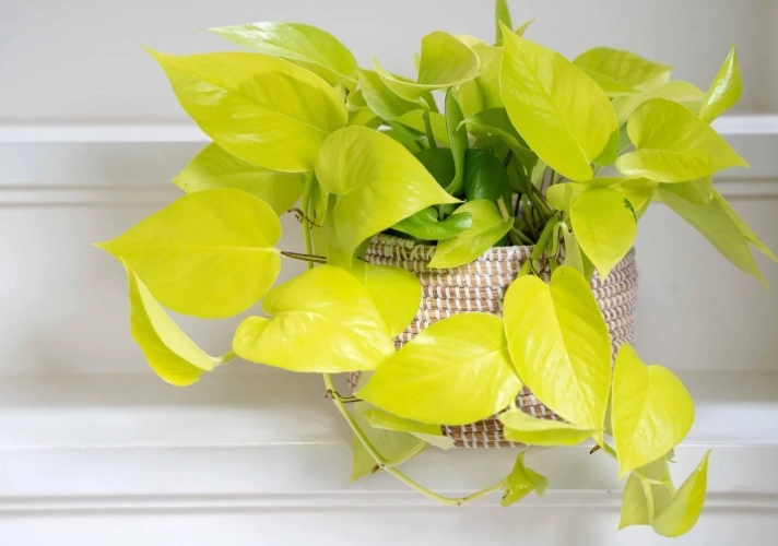 golden pothos benefits golden pothos benefits