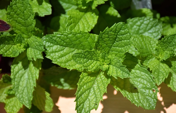 spearmint vs peppermint for mojito spearmint vs peppermint for mojito