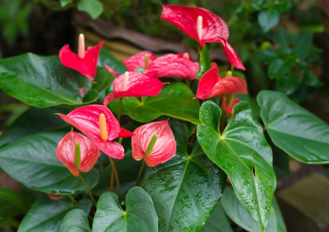 flamingo flower plant flamingo flower plant