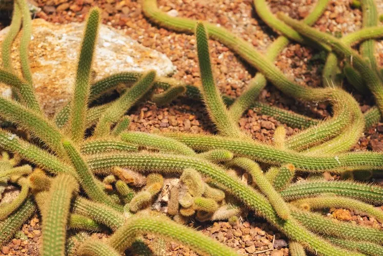 cactus care cactus care