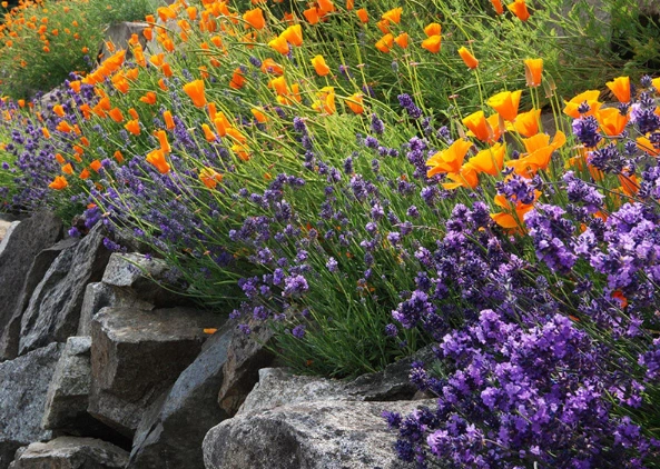 lavender garden care lavender garden care