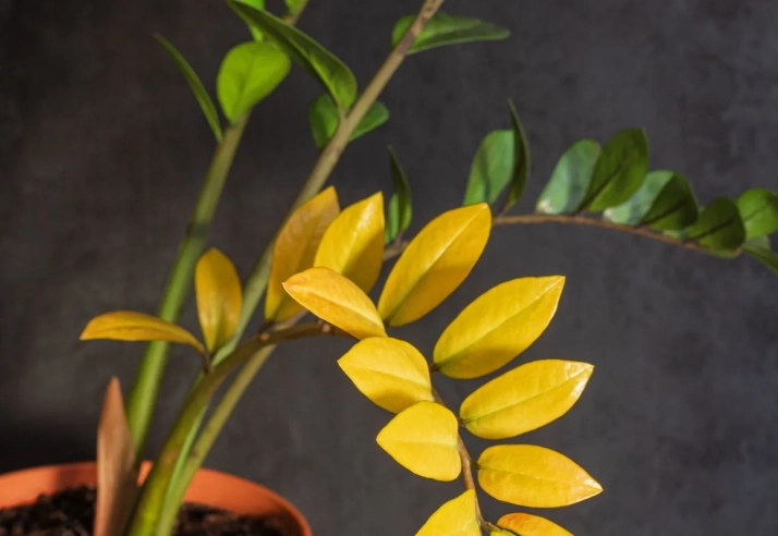 low light indoor plants