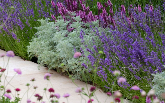 lavender garden care lavender garden care