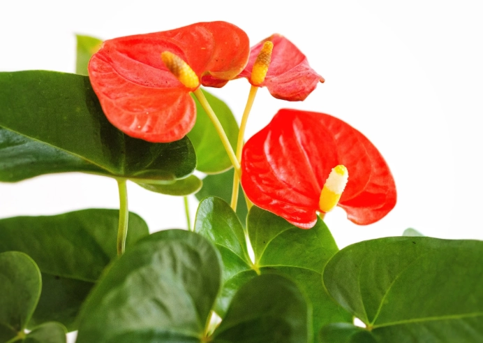 anthurium care anthurium care
