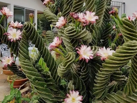 succulent care succulent care