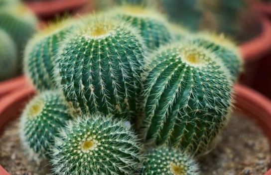 cactaceae watering cactaceae watering