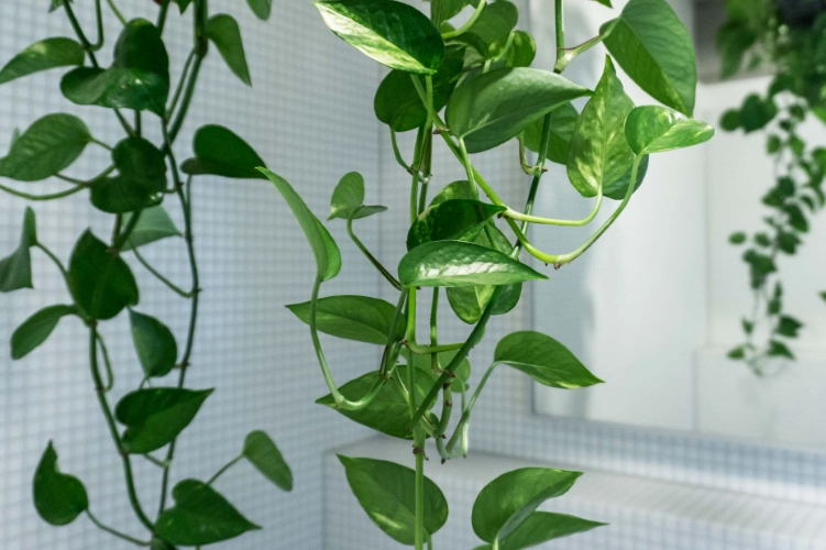 golden pothos benefits golden pothos benefits