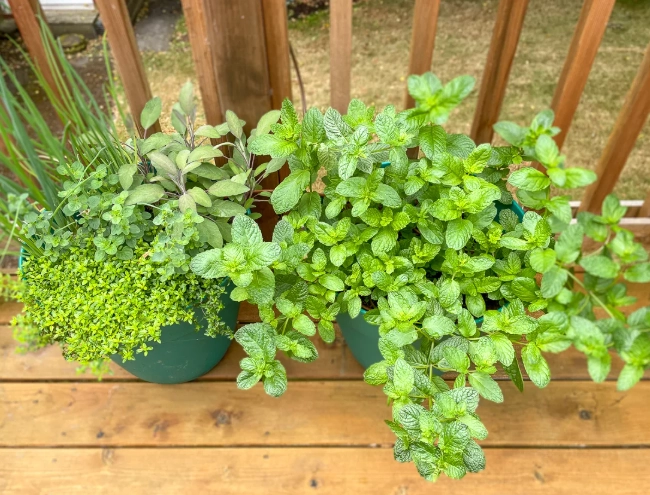 mint plant for mojito