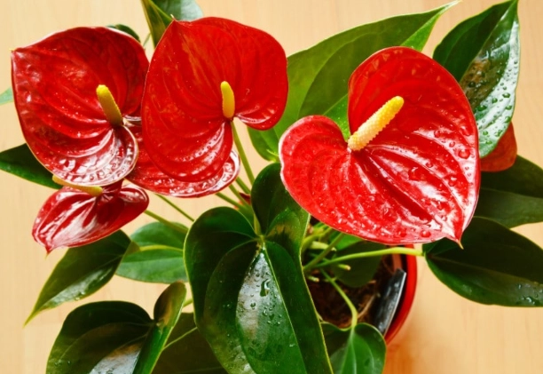 anthurium flamingo flower plant