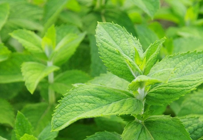 how to grow mint for mojito how to grow mint for mojito