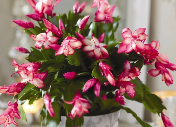 christmas cactus bloom