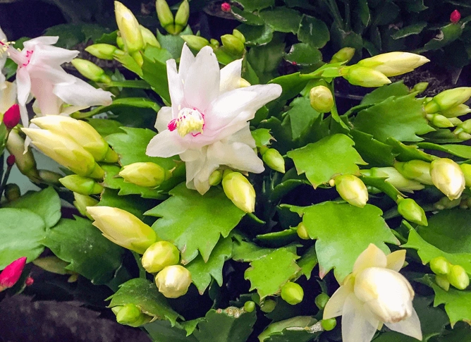 christmas cactus care