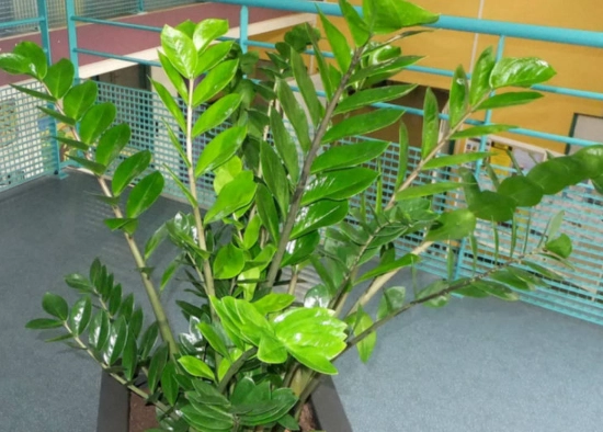 zamioculcas zamiifolia