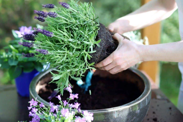 how to grow lavender how to grow lavender