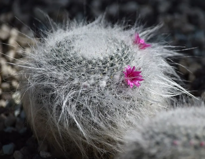 succulent care succulent care