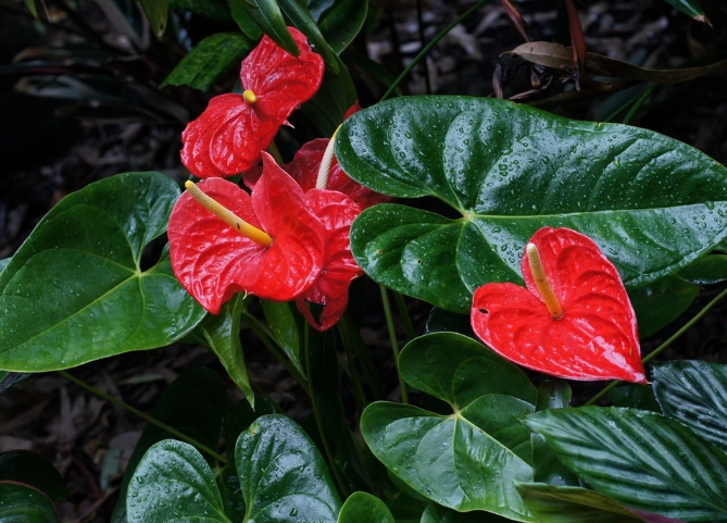 anthurium watering anthurium watering