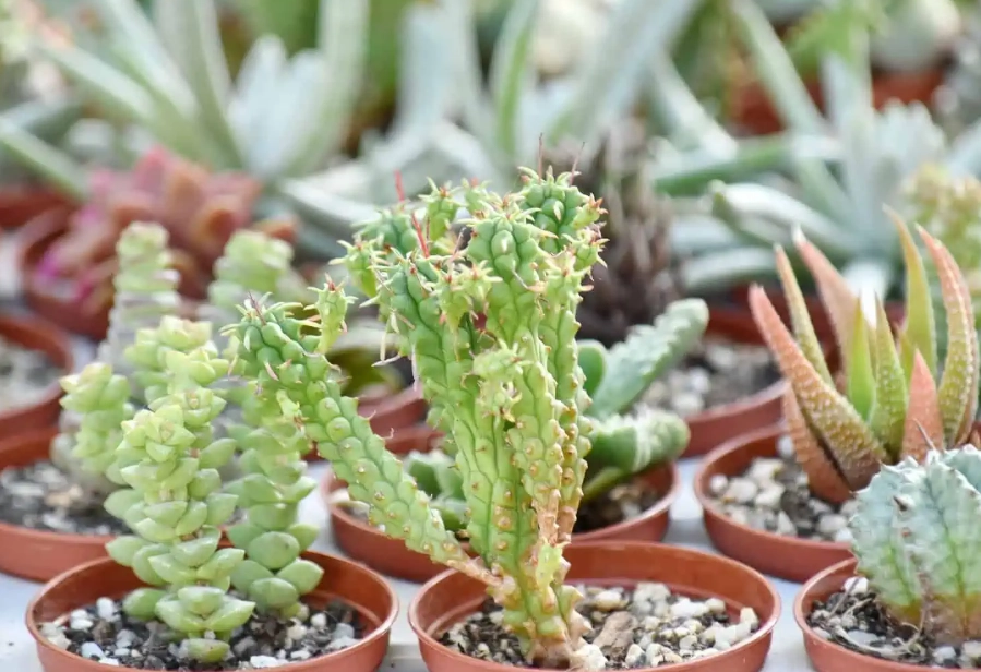 how to repot succulents