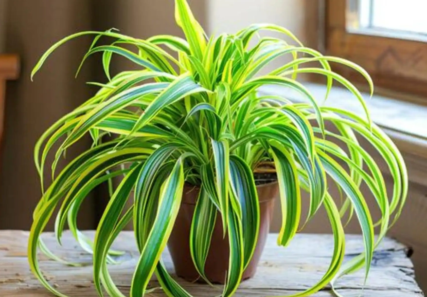spider plant air purifier