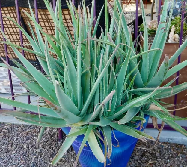 how do you use a aloe vera plant