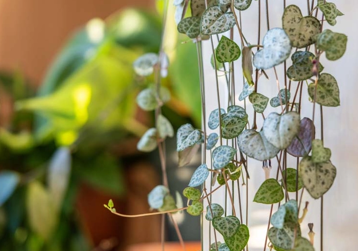 rosary vine string of hearts rosary vine string of hearts