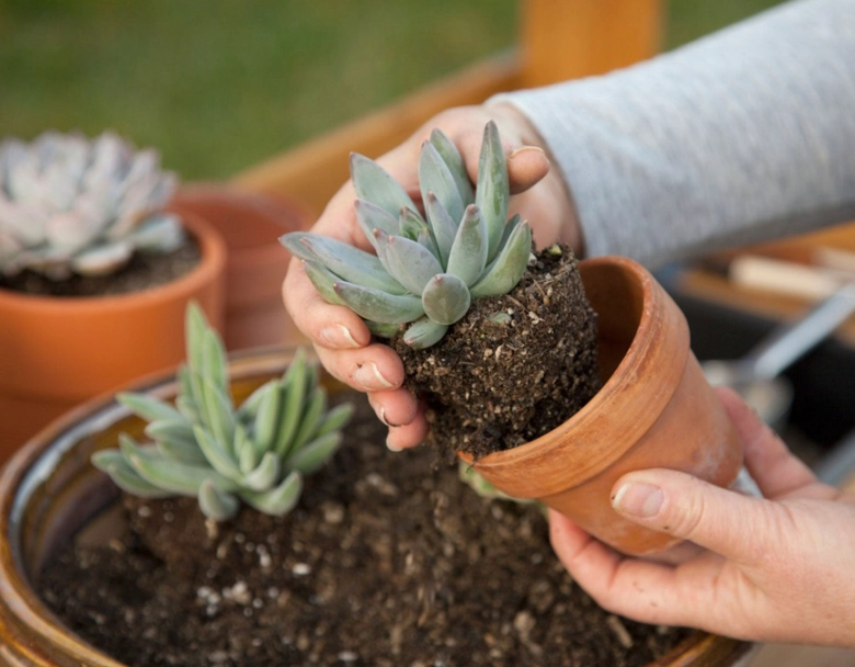 how to water succulents