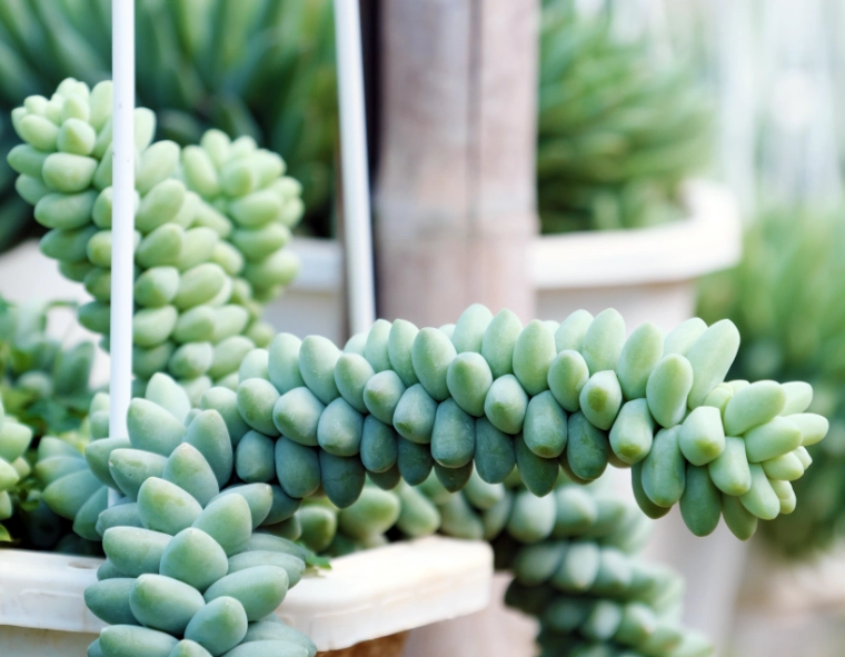 best soil for succulents