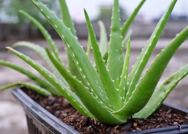 aloe vera plant care