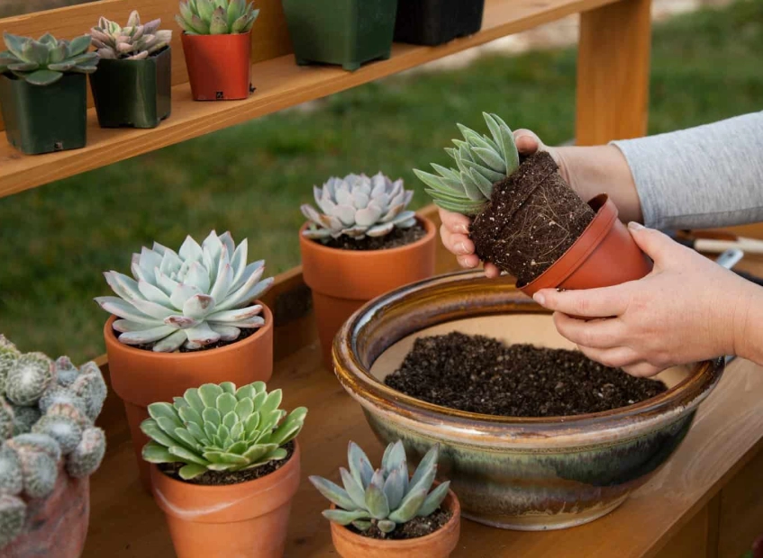 replanting succulents