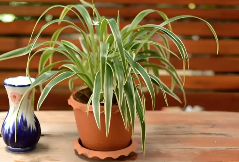 easy care houseplants