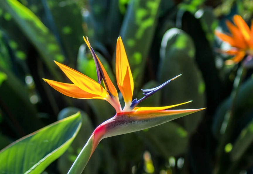 strelitzia nicolai care