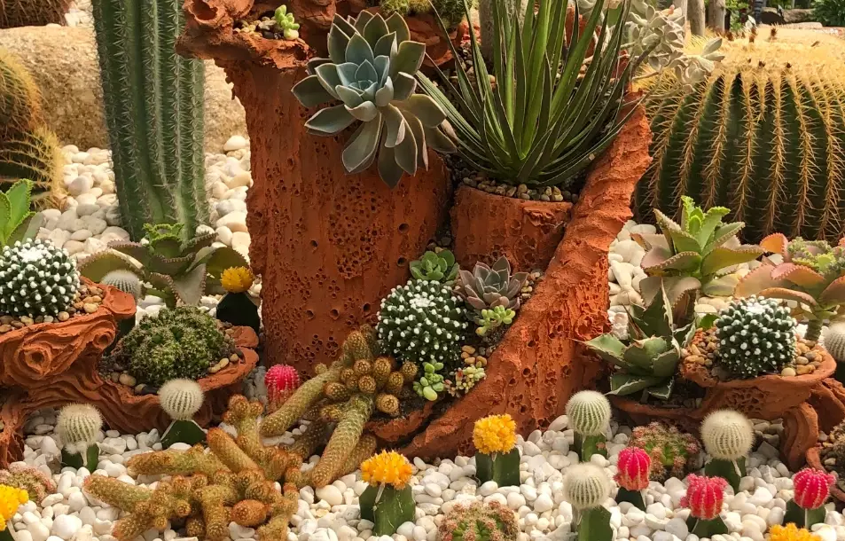 small cactus plants small cactus plants