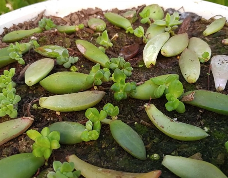 how to repot succulents